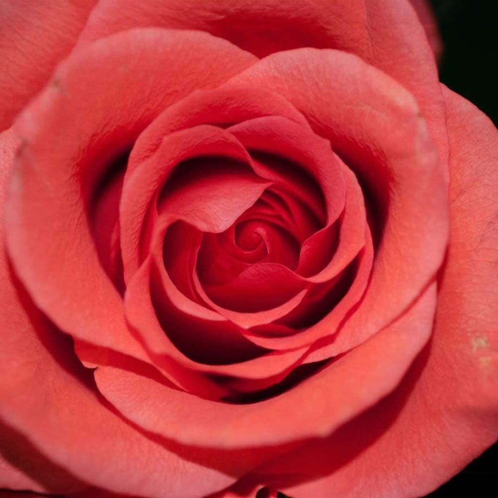 SHOLAYERED ショーレイヤード ボディスプレー ローズアンドミュゲ 100mL