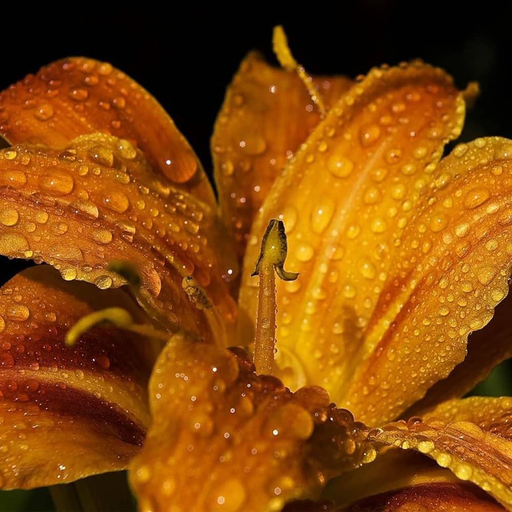 SHOLAYERED ショーレイヤード ボディスプレー ベルガモットジャスミン 100mL