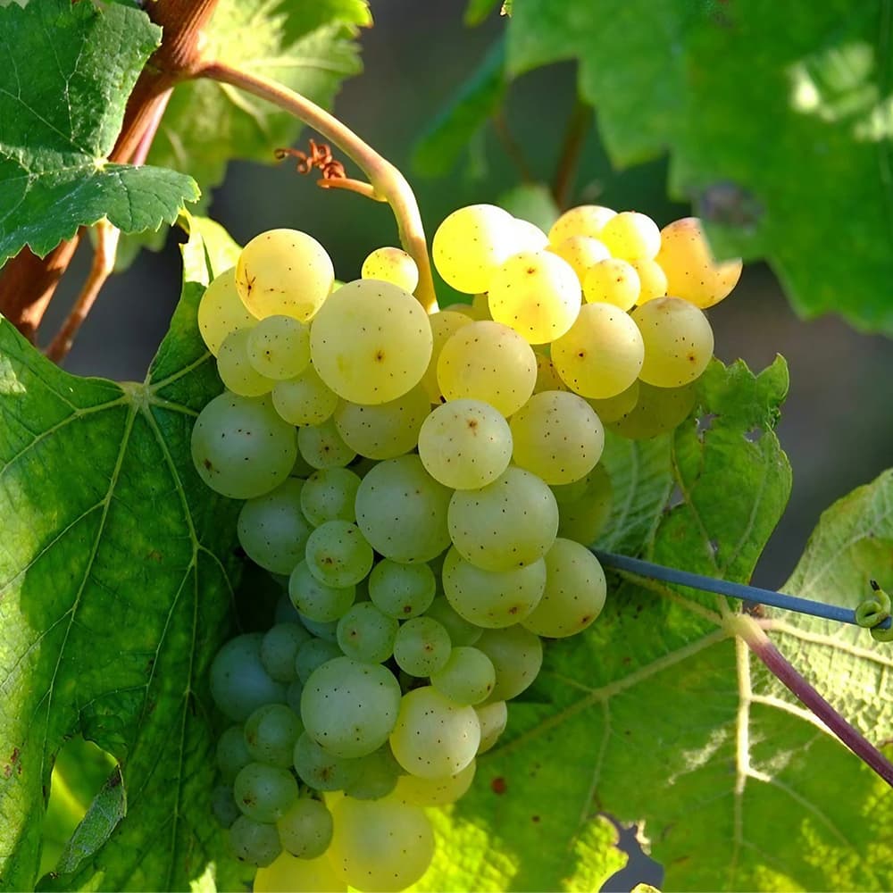 SHOLAYERED ショーレイヤード ディフューザー シャンパン 100mL