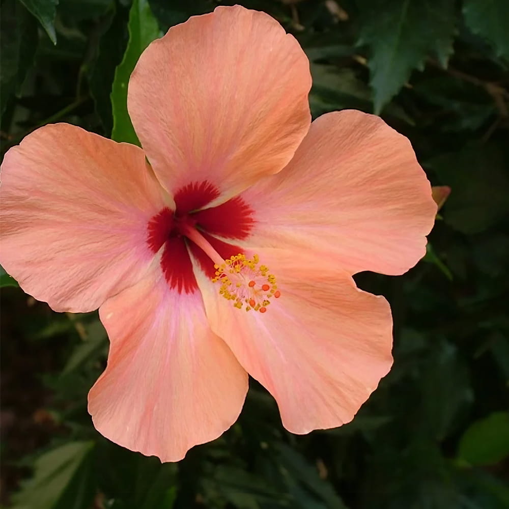 SHOLAYERED ショーレイヤード ディフューザー ハイビスカス 100mL