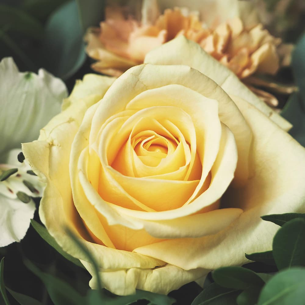 SHOLAYERED ショーレイヤード ボディスプレー ホワイトローズ 100mL